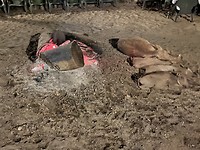 Zwijn met biggetjes bij het kampvuur