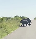 Olifant komt dreigend strak langs de jeep