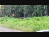 Moose