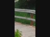 Eekhoorntje