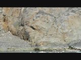 Mountain goats