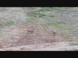 Caribou