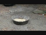 muisjes pesten