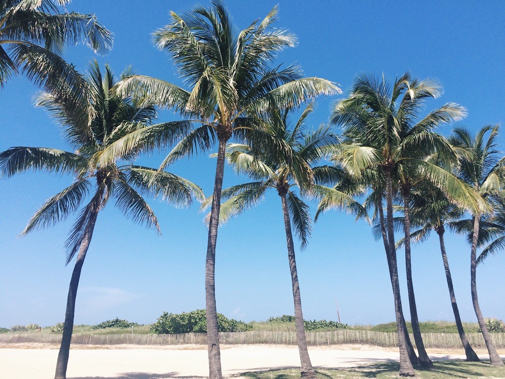 Palm Trees, Miami South Beach Foto ''The world is a book & those