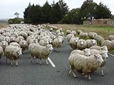 Schapen hebben een familie uitje