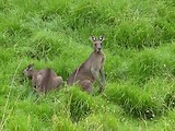 De avonturen van Skippy