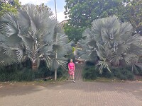 Toch iets gezien van 'Jardin Botanical'