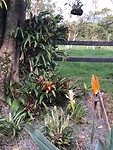 Hertshoorn en de paradijsvogelbloem