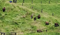 Ook alpaca's ontbraken niet..