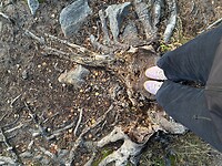 IMG_7024