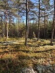 IMG_8548
