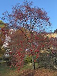 IMG_9662