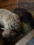 IMG_3871