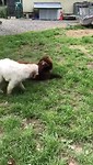Lola en Coco