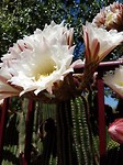 Prachtige bloemen