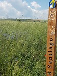 Korenbloemen.....