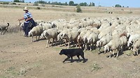Alle schapen op het "droge"