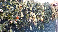 Vers fruit: passievruchten zo langs de weg