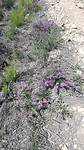 De heide bloeit nog