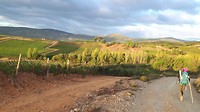 Nog meer Bierzo wijnvelden nabij Villafranca