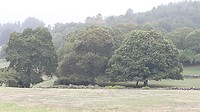 Massa's kastanjebomen en....gezond