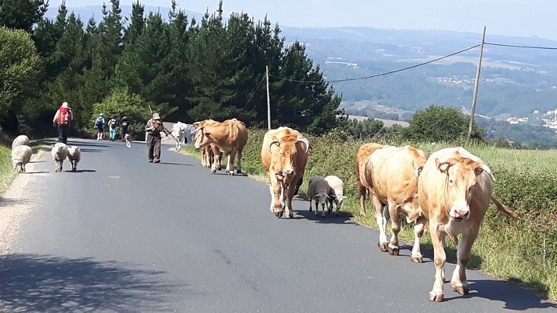 De boer laat zijn koeien en schapen uit.