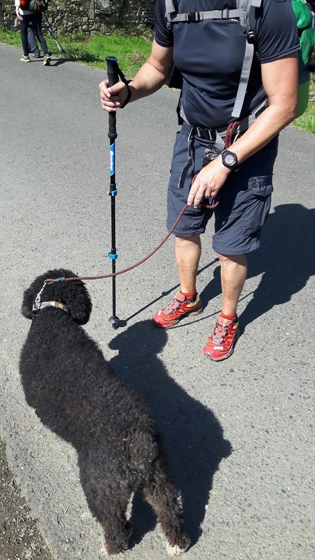 Wat een Labradoedel al niet kan.....