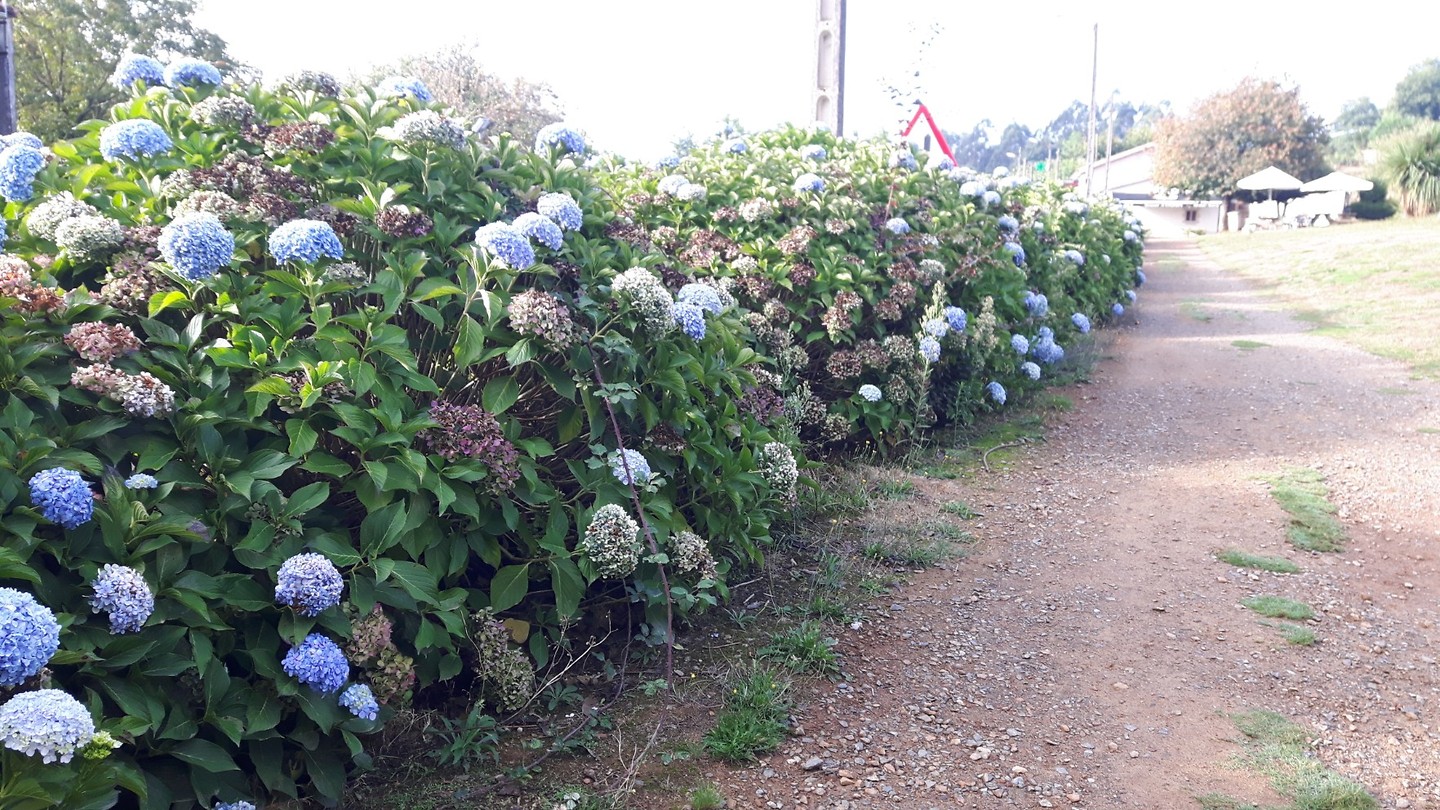 Gewoon groeiend langs de weg...