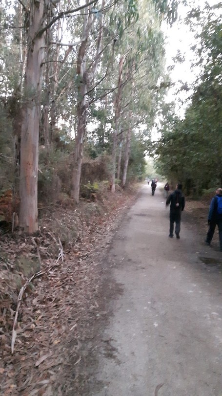 Zo heerlijk in het eucalyptusbos.