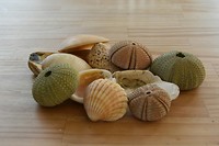 Things from the sea