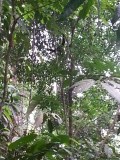 Gibbon,.....zoekplaatje