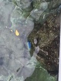 blauwe vis... zoekplaatje