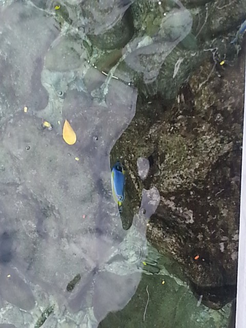 blauwe vis... zoekplaatje