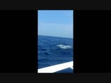 Dolfinarium