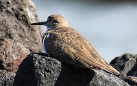 Vogel bij strand 1