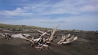 Whanganui duin