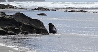05 zeehond bij rots