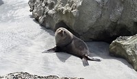06 Zeehond erg dicht bij