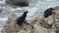 Zeehond