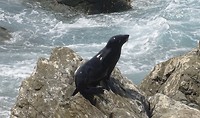 Zeehond