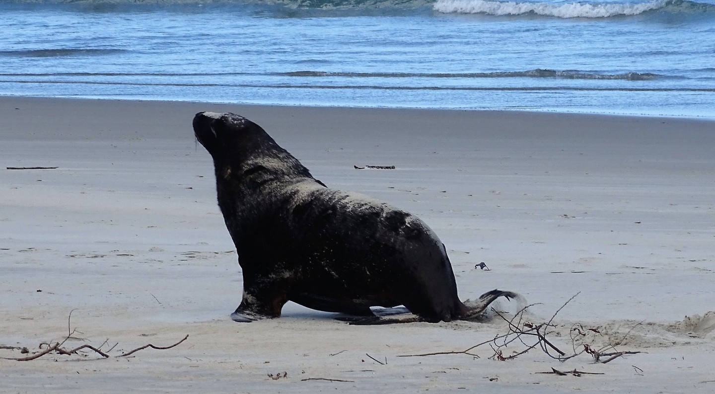 Sandfly Bay 8