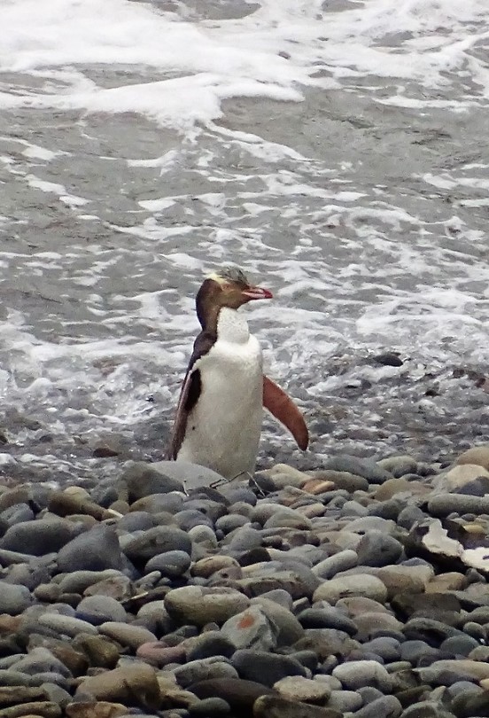 GeeloogpinguIn