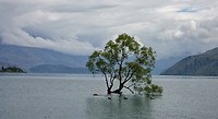 0 Wanaka Tree
