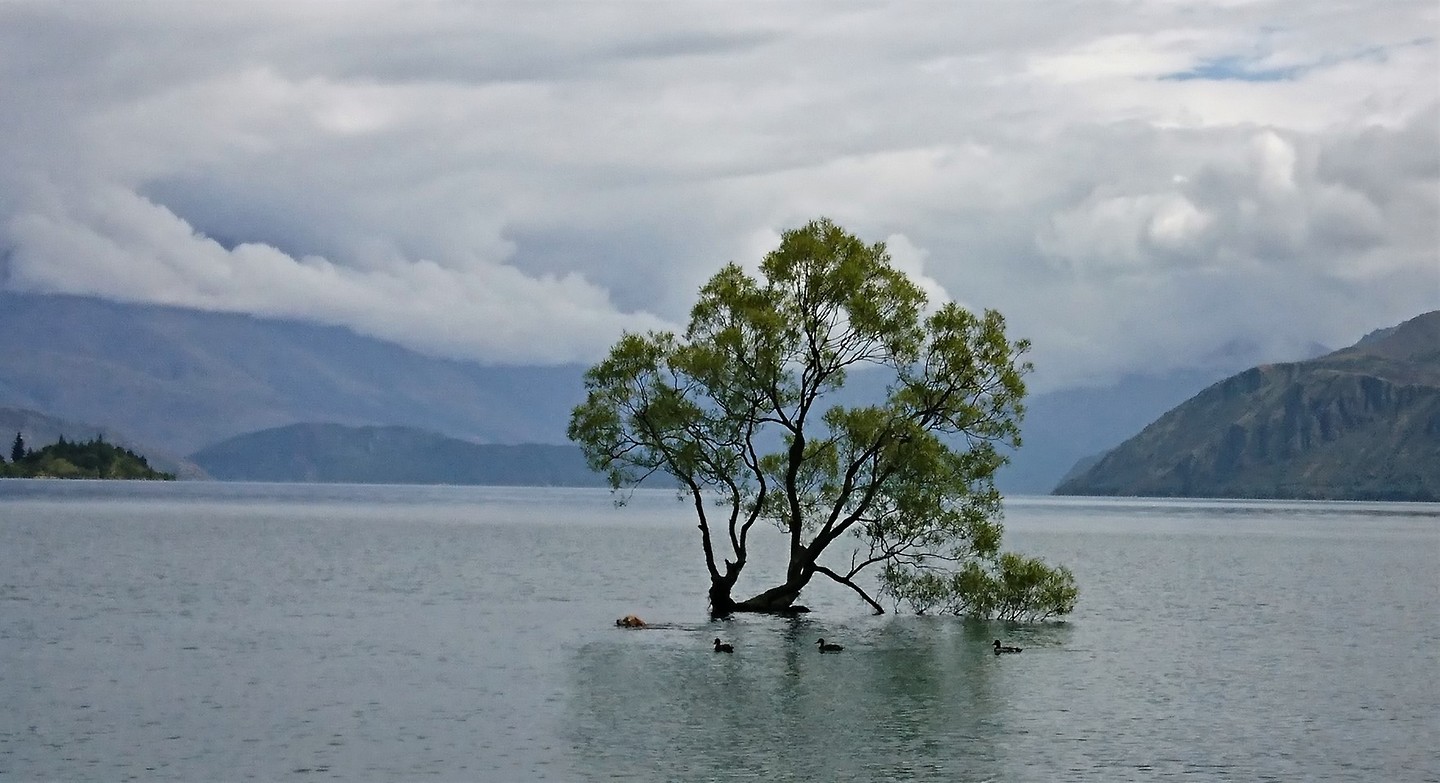 0 Wanaka Tree
