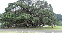Grote boom Te Araroa