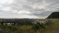 Strand Te Araroa