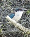 Sacred kingfisher