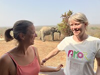 Olifant bij het hotel.