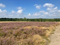 Wandelen op de hei.