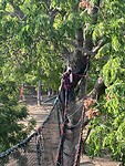 Canopy walk